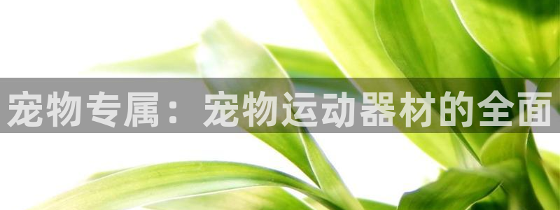 凯捷体育平台是正规平台吗知乎：宠物专属：宠物运动器材的全面